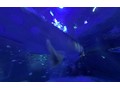 【VR】ジンベエザメが迫る！ 日本驚嘆百景