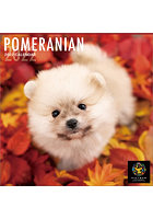 ［PICT WAN］ポメラニアン 2022年カレンダー