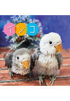 ふわふわインコ 2022年カレンダー