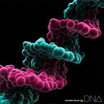 MONKEY MAJIK/DNA