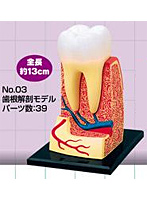 立体パズル 4D VISION 人体解剖 No.03 歯根解剖モデル