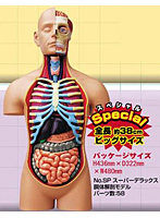 立体パズル 4D VISION 人体解剖 No.SP スーパーデラックス胴体解剖モデル