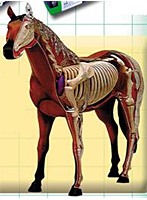 立体パズル 4D VISION 動物解剖 No.04 馬解剖モデル