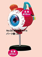 4D VISION 人体解剖モデル No.02 眼球解剖モデル