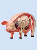 4D VISION 動物解剖モデル No.01 豚解剖モデル