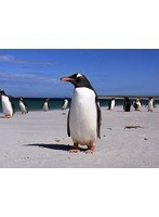 ワイルドライフ 大西洋 フォークランド諸島 ペンギン王国の夏 走れ！跳べ！ （ブルーレイディスク）
