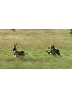ワイルドライフ アフリカ大サバンナ 草食獣対肉食獣 生と死の攻防 （ブルーレイディスク）