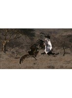 ワイルドライフ アフリカ大サバンナ 飛ばない鳥 大地を生きる （ブルーレイディスク）