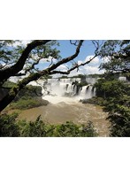 ワイルドライフ 南米 イグアス 世界最大の滝に野生が集う （ブルーレイディスク）