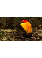 ワイルドライフ 幻の鳥 炎の舞に迫る ニューギニア島 （ブルーレイディスク）
