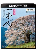 日本の一本桜 【4K・HDR】 （4K ULTRA HD ブルーレイディスク）