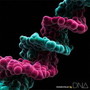 MONKEY MAJIK/DNA（アルバム）