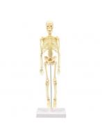アーテック 人体骨格模型 30cm 93608